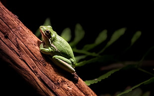 green frog